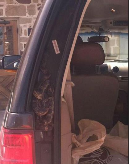 车厢里的不速之客动物gif搞笑图片