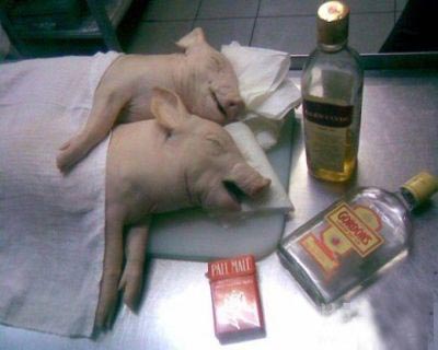 猪猪的幸福生活动物gif搞笑图片