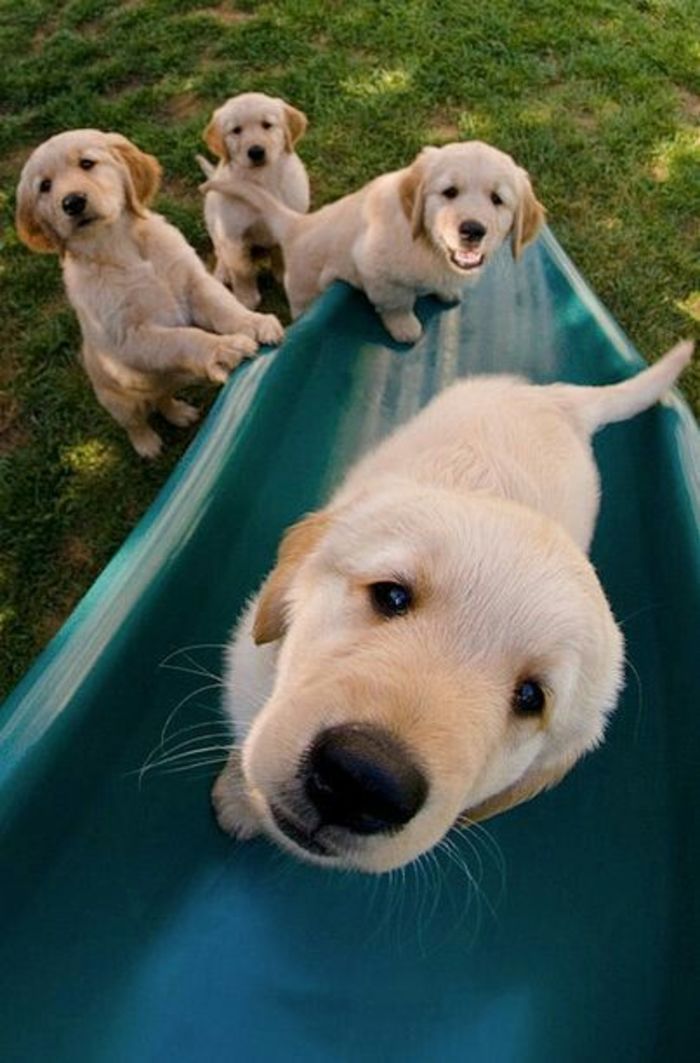 一堆小金毛动物gif搞笑图片