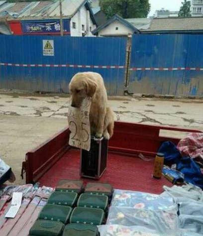 一只有商业头脑的汪星人动物gif搞笑图片