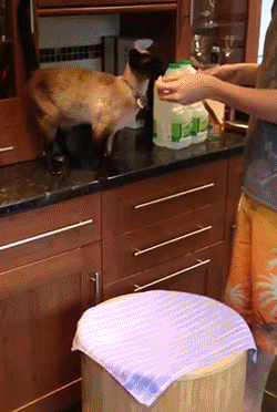 主人，你到底是几个意思啊动物gif搞笑图片