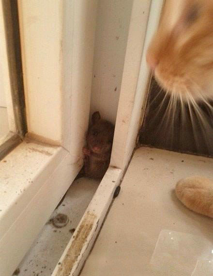 “大哥，眼瞅着年底了，给条活路行么？”动物gif搞笑图片