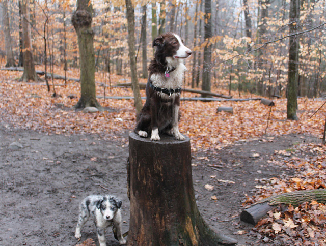 平民和贵族的不同待遇动物gif搞笑图片