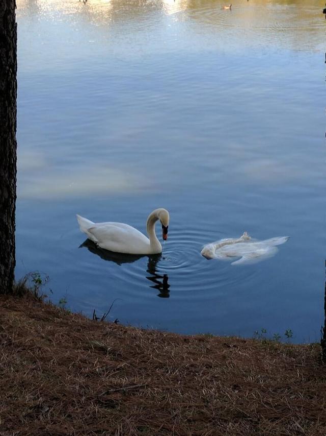 伤感的一幕动物gif搞笑图片