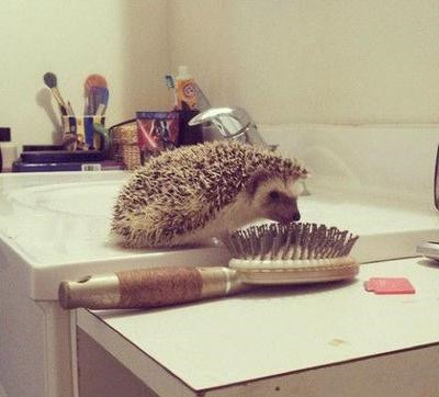 我该怎么跟你解释，你爱上的那是大板梳动物gif搞笑图片