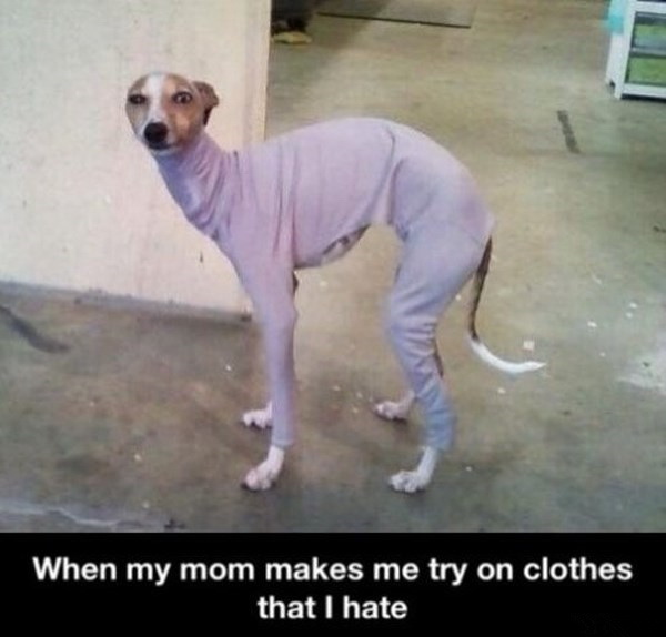 每次我妈让我试穿新衣服的时候，我的感觉就是这样。。。动物gif搞笑图片