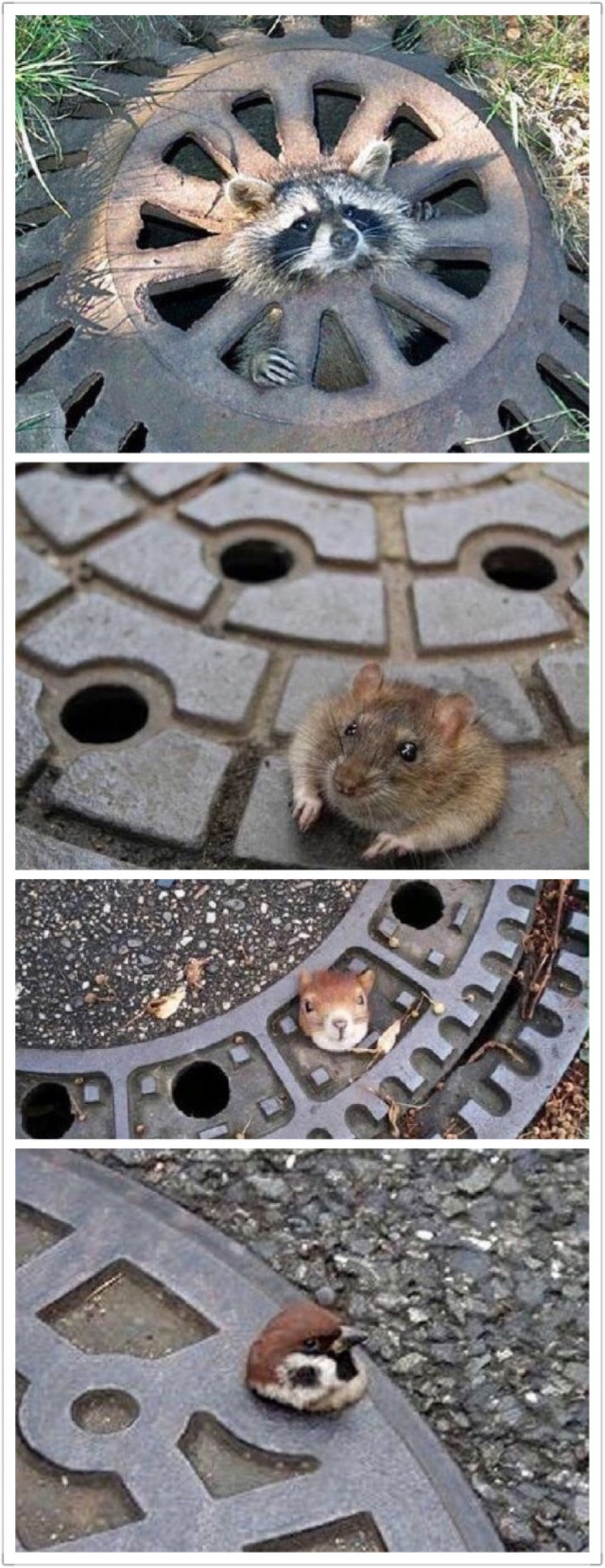 井盖四大天王，蠢哭了动物gif搞笑图片