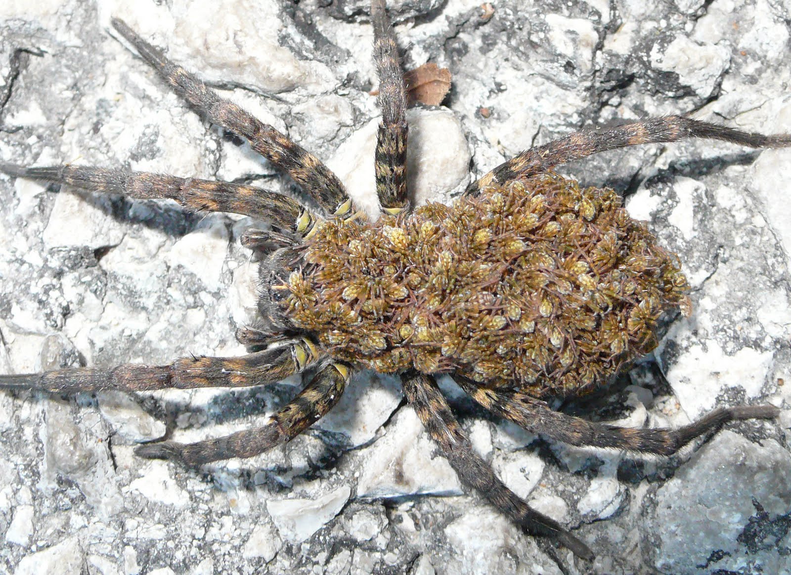 实话说，你有密集恐惧症吗？动物gif搞笑图片