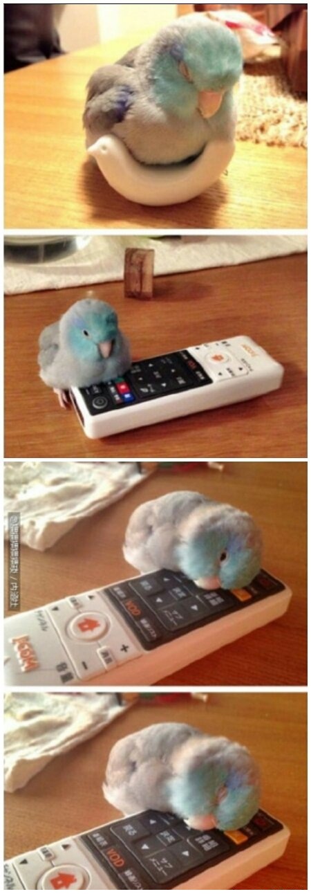 鹦鹉自带“瞌睡起来在哪里都能当床”的技能，萌化了动物gif搞笑图片