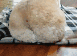 你永远不知道柯基的腿会有多短动物gif搞笑图片