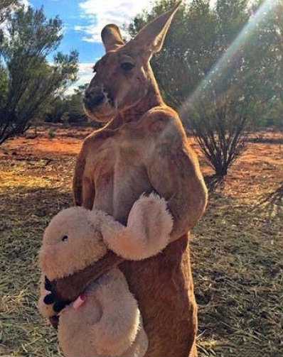 动物世界里的铁汉柔情动物gif搞笑图片