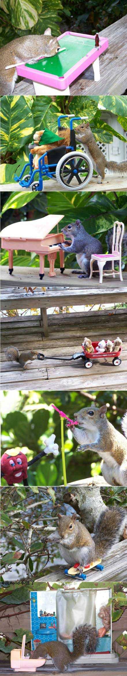 Kathy奶奶收留的两只受伤小松鼠动物gif搞笑图片
