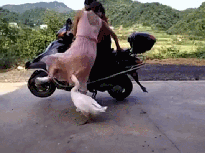 请问鹅肉怎么做好吃？动物gif搞笑图片