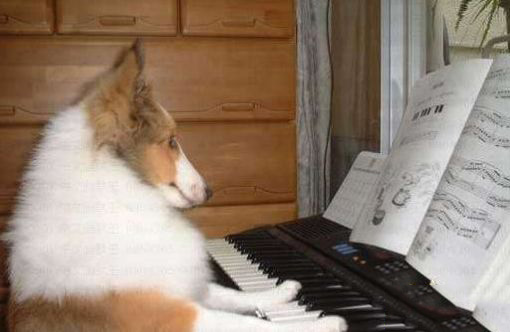 汪星人居然有这么高雅的爱好动物gif搞笑图片