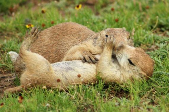 幸福的小夫妻动物gif搞笑图片