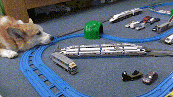 狗狗玩的不亦乐乎~动物gif搞笑图片