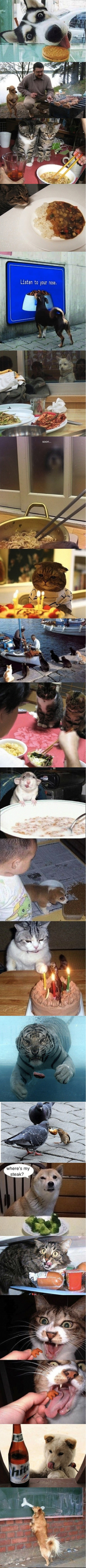 那些萌萌的小吃货~！动物gif搞笑图片