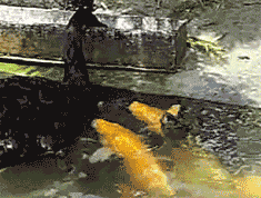 黑天鹅喂锦鲤动物gif搞笑图片