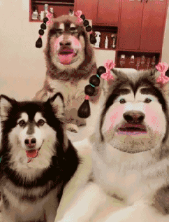 简直丧心病狂，有个这样的主人心累啊动物gif搞笑图片