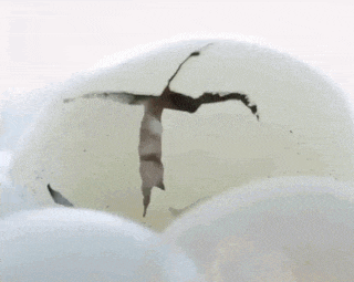 假如猫是蛋生的，小编已经被萌出内伤了动物gif搞笑图片