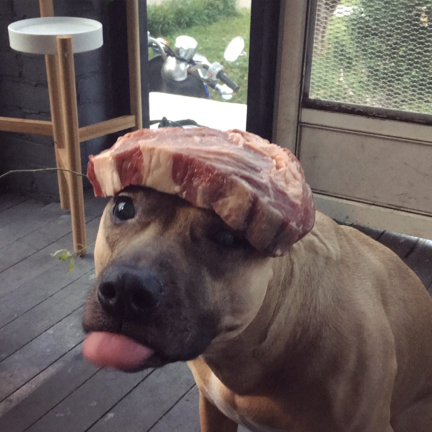 阿汪，只要坚持十分钟不动，奖品就是你的啦动物gif搞笑图片