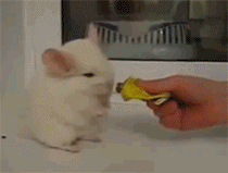 超萌小吃货，走一步吃一口～动物gif搞笑图片