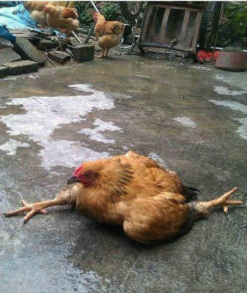 阿鸡正在劈叉动物gif搞笑图片