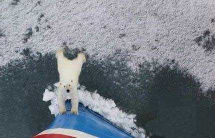 北极熊PK破冰船动物gif搞笑图片