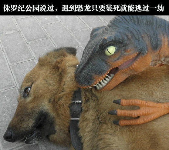 侏罗纪公园说过，遇到恐龙只要装死就能逃过一劫动物gif搞笑图片