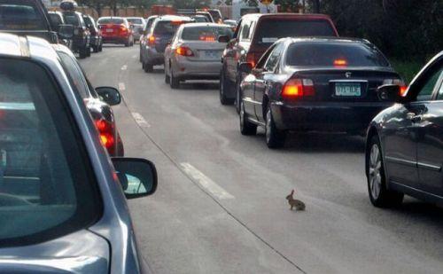 地球危险啊 小兔子！动物gif搞笑图片