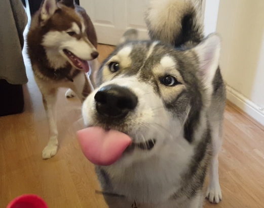 别人吐舌是卖萌换它就是开嘲讽动物gif搞笑图片