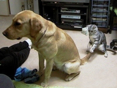 喵星人又在干坏事了动物gif搞笑图片