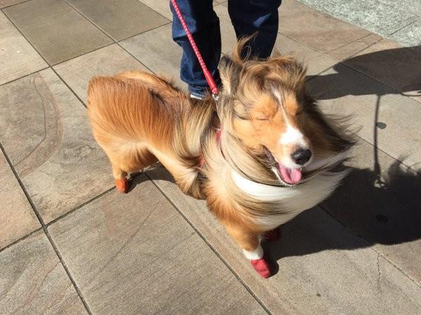 今天的风有点喧嚣动物gif搞笑图片