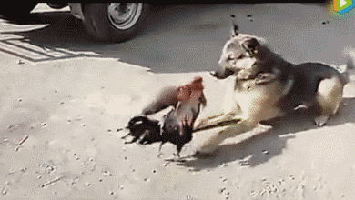 小时候看见大公鸡羽毛竖起来，我掉头就跑动物gif搞笑图片