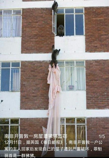 开普敦的狒狒真是要逆天了！动物gif搞笑图片