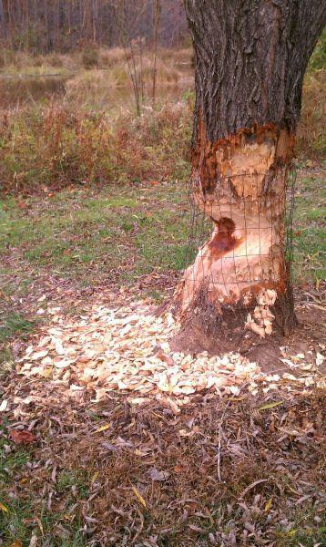 又是河狸干的坏事动物gif搞笑图片