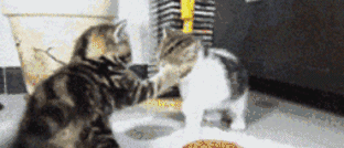 干嘛老打我动物gif搞笑图片