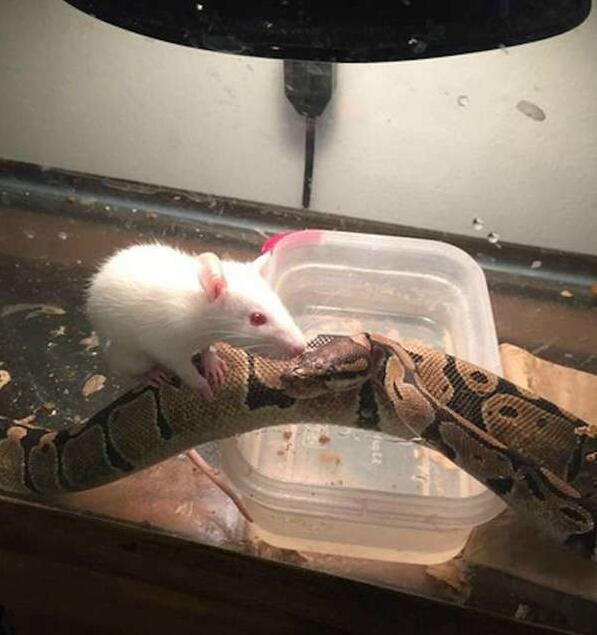 结果它们成为了好朋友动物gif搞笑图片