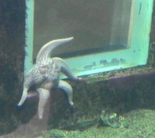 受挫折的海星动物gif搞笑图片