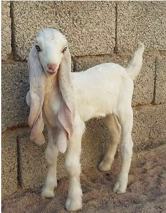 这羊是新品种啊，不知道好吃不动物gif搞笑图片