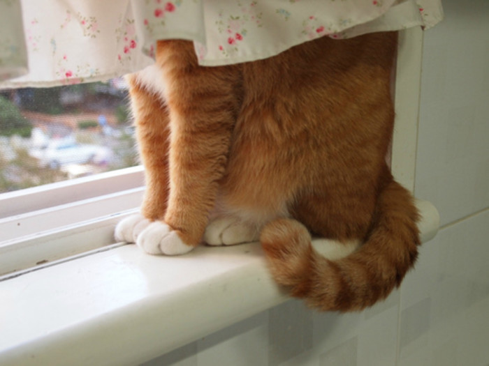 看不到我……看不到我动物gif搞笑图片