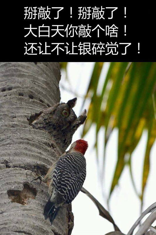 心疼每一个白天补觉的夜猫子动物gif搞笑图片