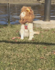 我的目标是——当狮王！嗷唔动物gif搞笑图片