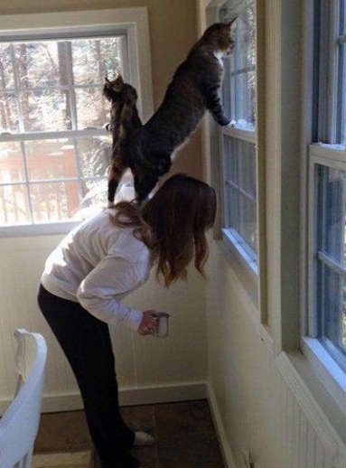 铲屎官，让朕好好看一下这大好江山动物gif搞笑图片