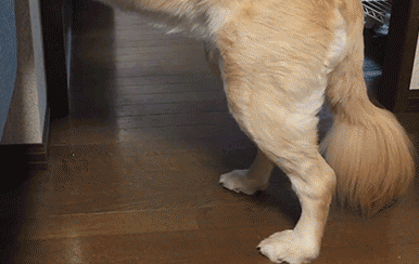 洗脸服务动物gif搞笑图片