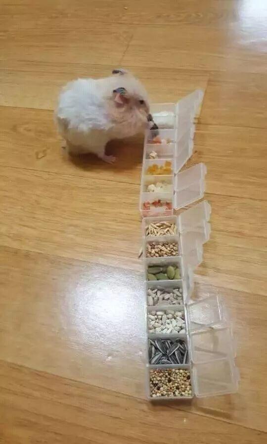 豪华自助餐动物gif搞笑图片