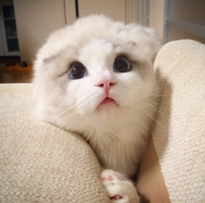 尼玛，又被夹住了动物gif搞笑图片