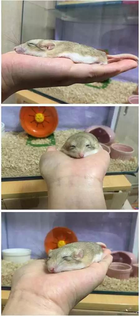 原来仓鼠睡着了会变成液体动物gif搞笑图片