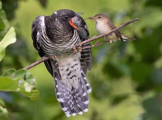 这就是大眼瞪小眼吗,画面莫名有点搞笑动物gif搞笑图片