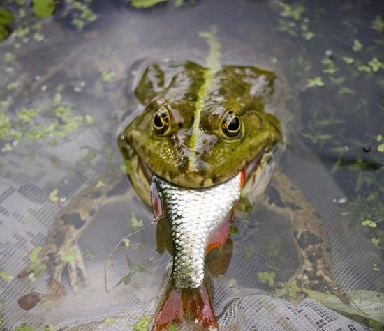 异常强大的青蛙动物gif搞笑图片